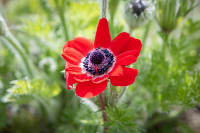 Red Anemone flower with purple center and bokeh background