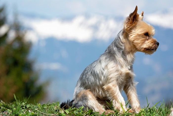 Yorkshire Terrier Sitting on Grass with Mountains in Background