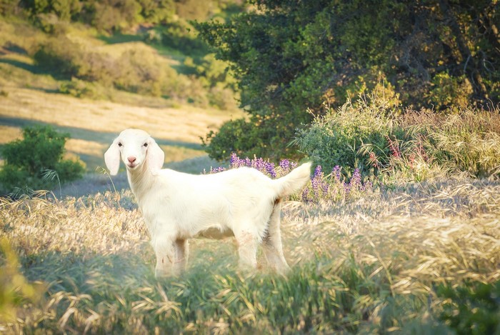 White goat standing in a grassy field with purple flowers