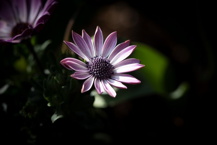 Purple Osteospermum flower in close-up