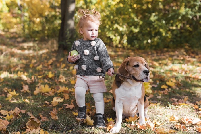 Little girl with Beagle dog in autumn park