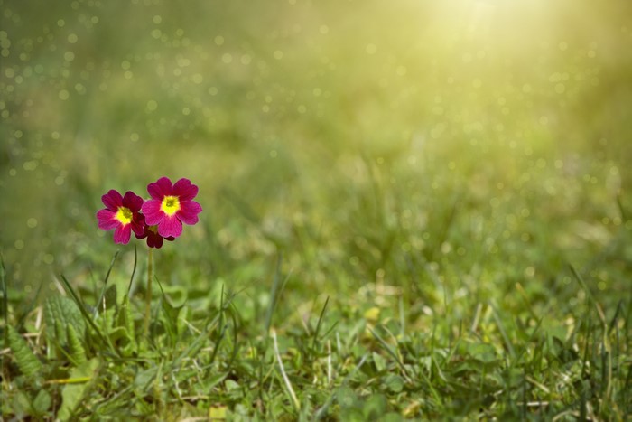 Two pink primula flowers in green grass with bokeh