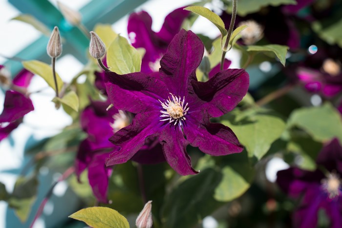 Close-up of a purple Clematis flower and buds