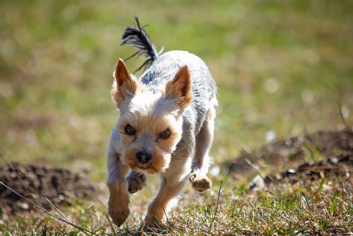 Yorkshire Terrier running on grass