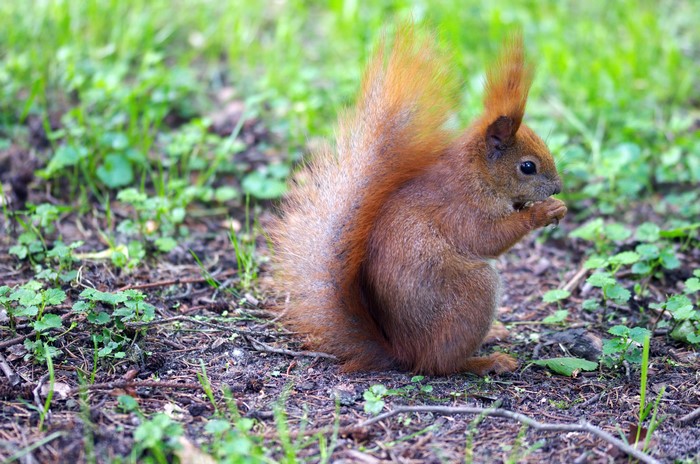 A squirrel eating on the ground