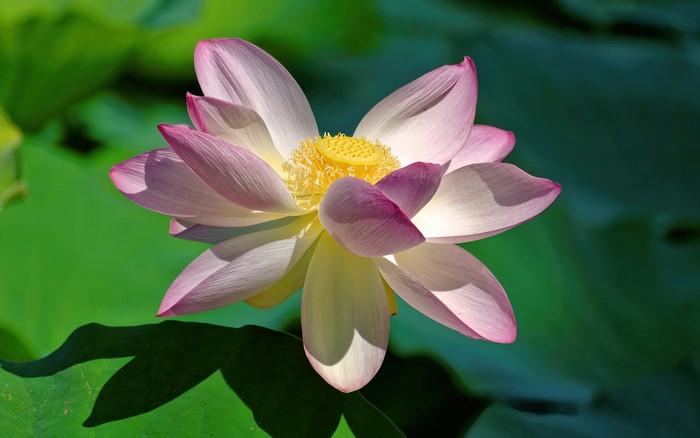 4K Pink Lotus Flower Closeup