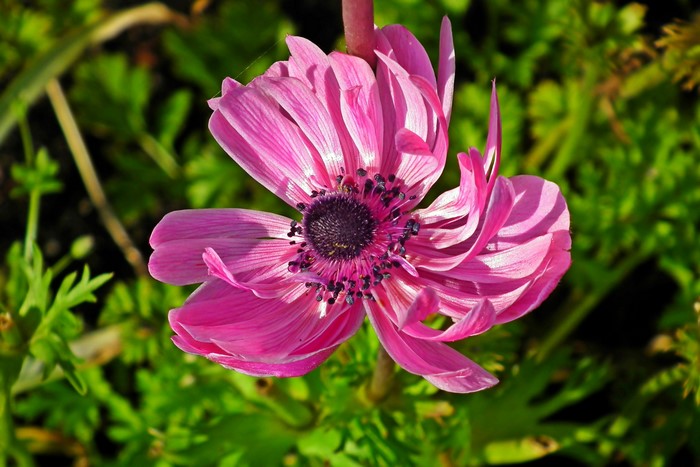 Pink Anemone Flower Closeup
