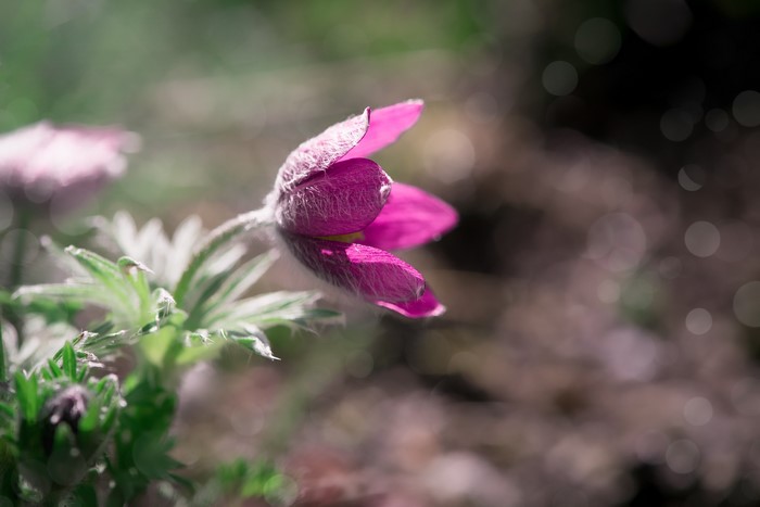 Pink Pulsatilla flower with bokeh background