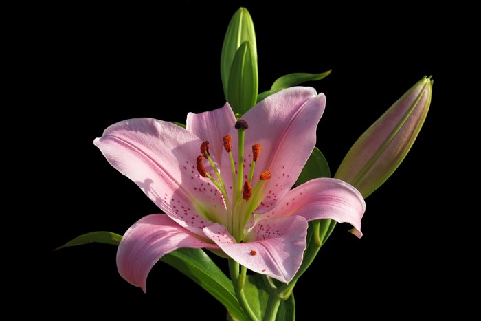 Pink Lily Flower with Buds on Black Background