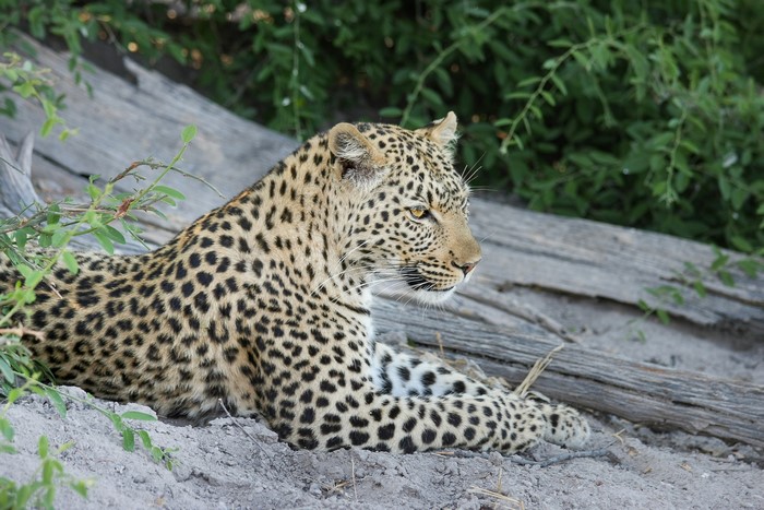 Leopard lying down on sandy ground near a log