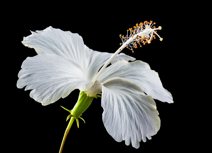 White Hibiscus Flower Closeup 4K