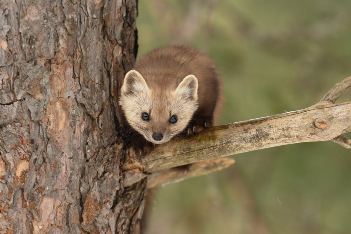 Pine marten on a tree branch