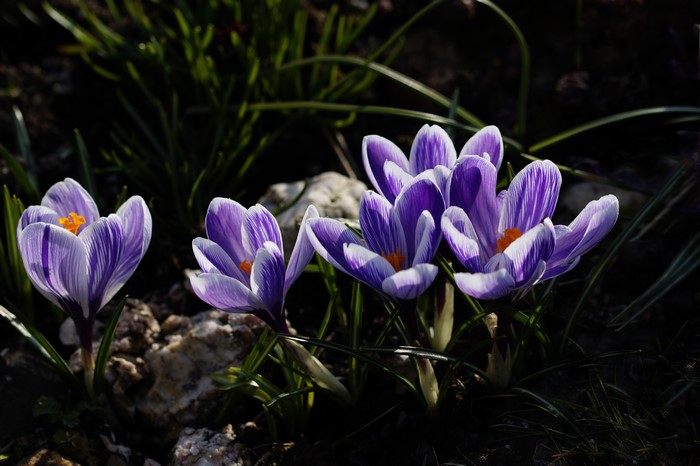Purple and white crocuses in sunlight