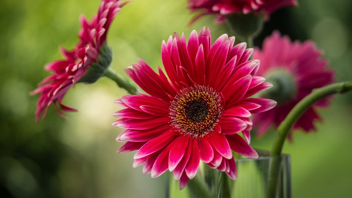 4K Closeup of Red Gerberas