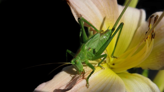 4K Great green bush-cricket on a flower