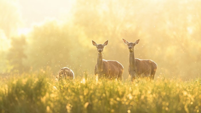 Deer in a sunlit meadow