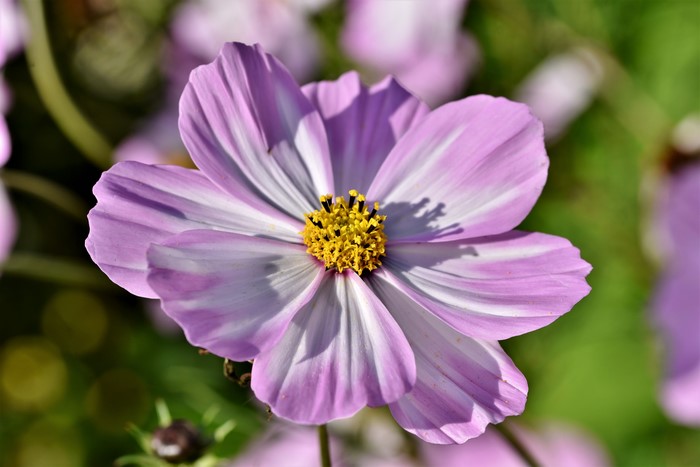 Pink and white cosmos flower with yellow center