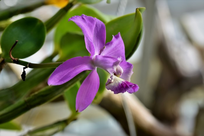 Purple Orchid Flower Closeup