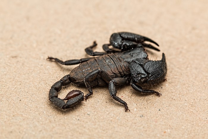 Imperial Scorpion Closeup