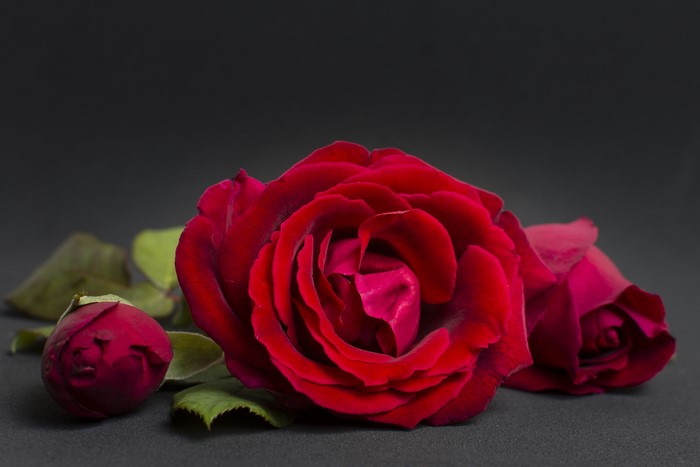 Red Roses Closeup