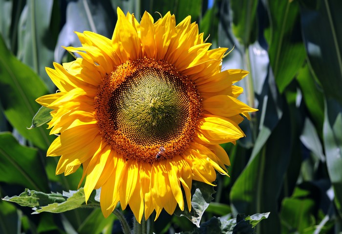Sunflower with a bee