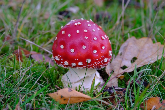 Amanita Muscaria mushroom in grass