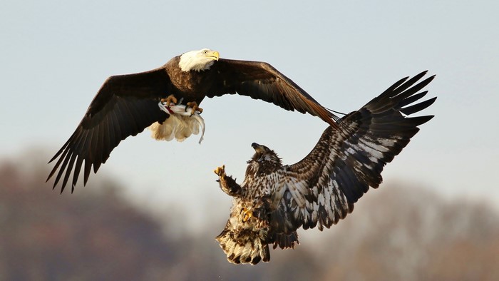 Bald Eagle and Juvenile Eagle Fighting