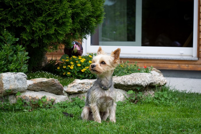 Yorkshire Terrier sitting on grass in a garden