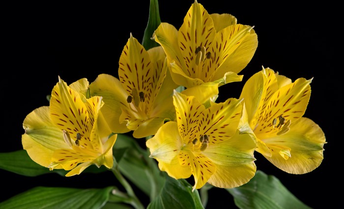 Yellow Alstroemeria Flowers on Black Background