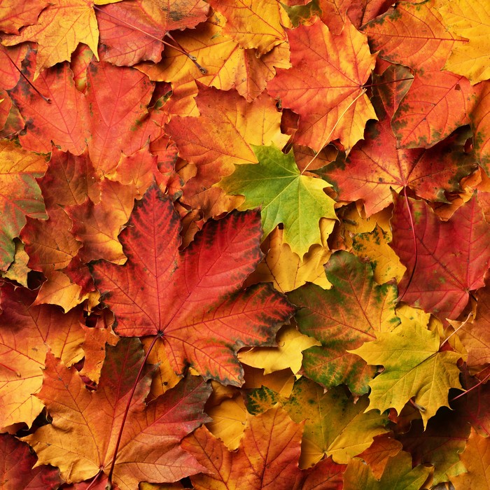4K Autumn Maple Foliage