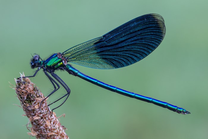 4K Calopteryx virgo Dragonfly Closeup