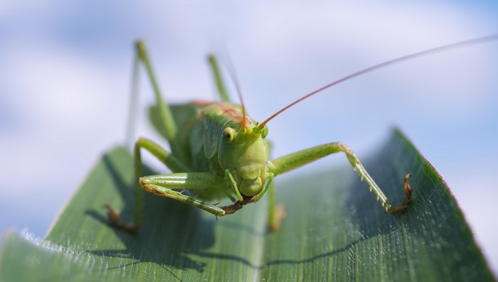Green Grasshopper on a Leaf