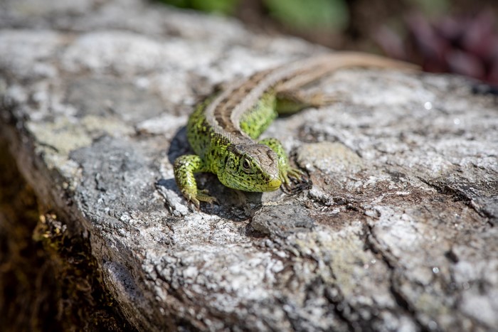 Lizard on a stone