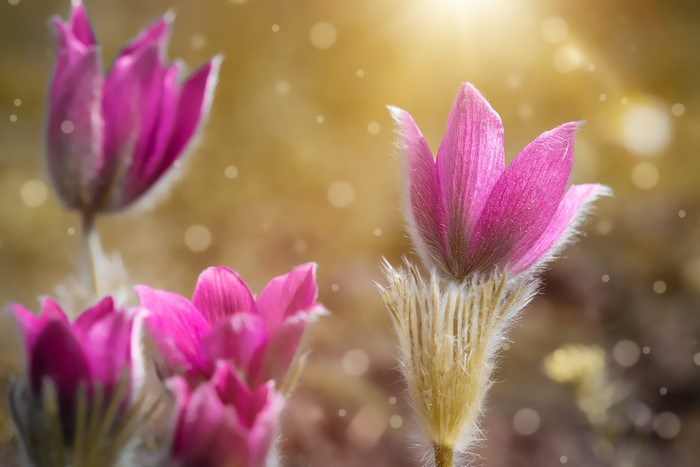 Pink Pulsatilla flowers with bokeh