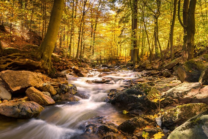 Autumn forest stream with a bridge