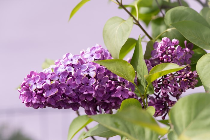 Close-up of purple lilac flowers and green leaves