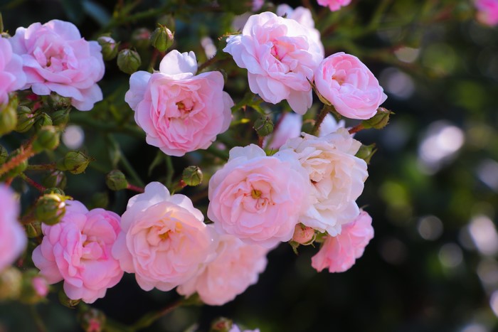 4K Pink Roses with Bokeh Effect