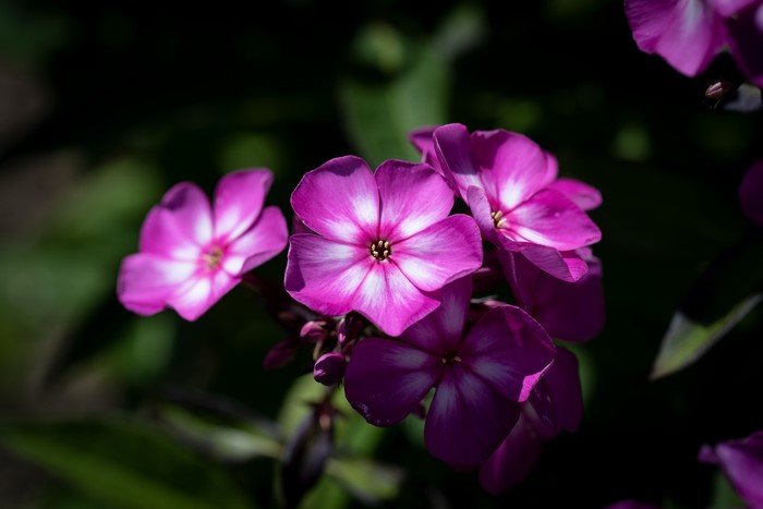 Close-up of pink phlox flowers with bokeh background