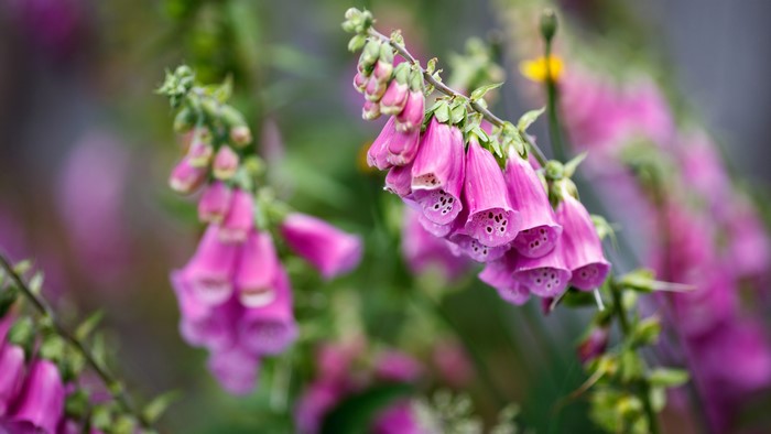 Pink Foxglove Flowers with Bokeh