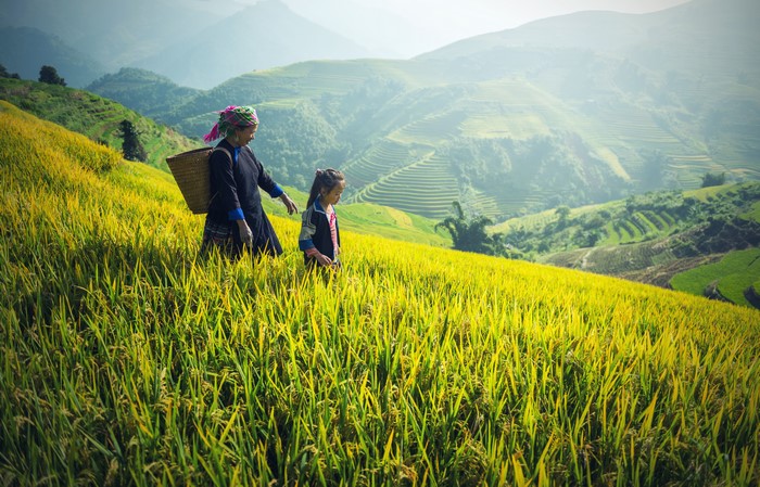 Old woman and girl in rice fields