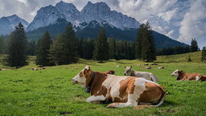 Cows Lying in a Grassy Field with Mountains
