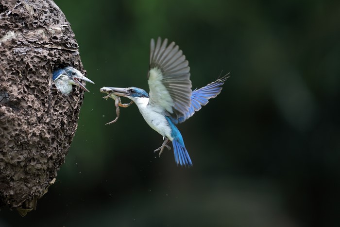 Kingfisher feeding a frog to its chick in a nest