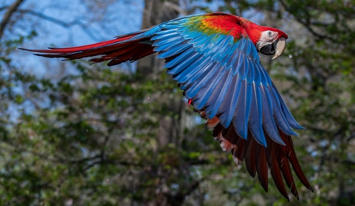 Scarlet Macaw in flight with wings spread