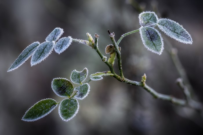 Frosty Rose Branches with Leaves