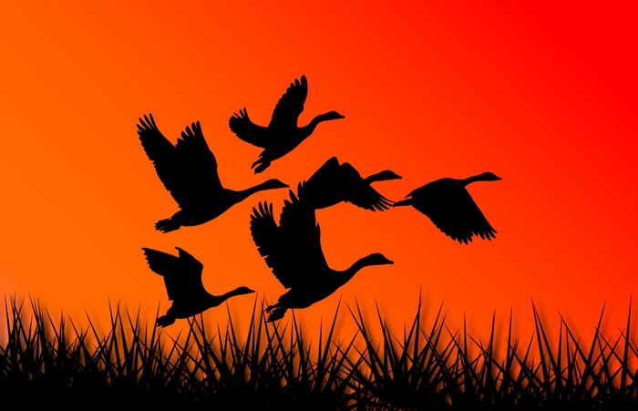 Silhouettes of geese flying at sunset over grass