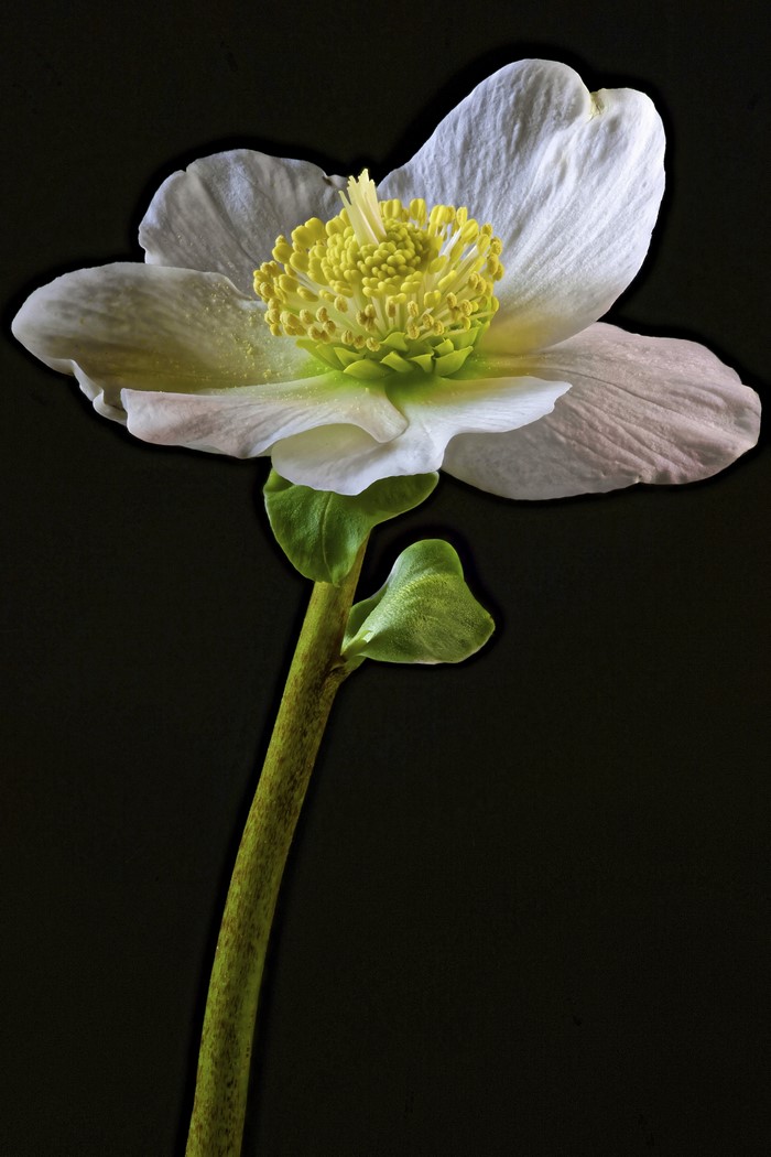 White Hellebore flower with yellow center on black background