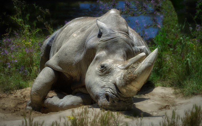4K HDR Rhino Resting in Nature