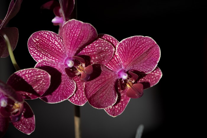 Close-up of purple orchids with white speckles
