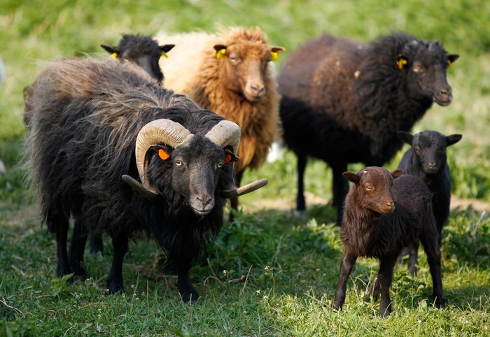 4K Sheep and Cubs on Grass with Horns