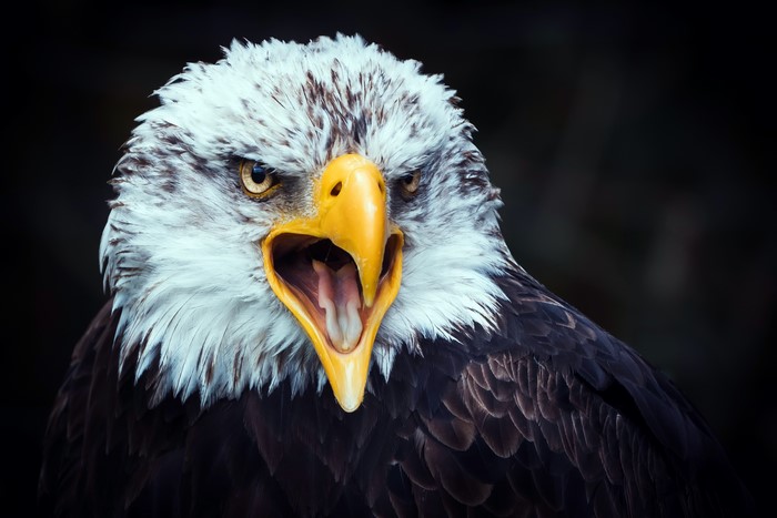 Bald Eagle with Mouth Open